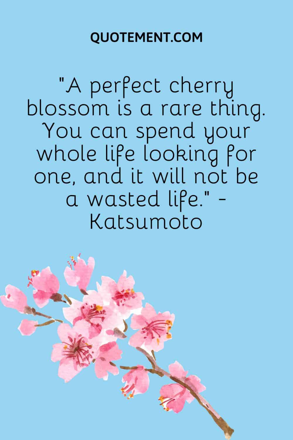 A perfect cherry blossom is a rare thing