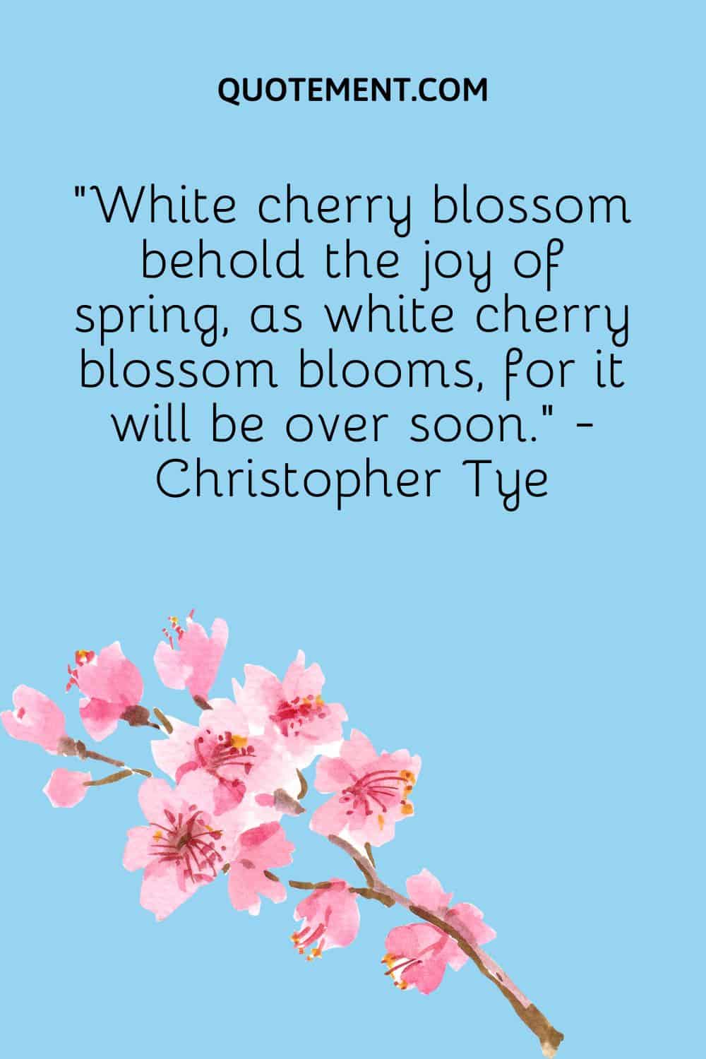 White cherry blossom behold the joy of spring, as white cherry blossom blooms, for it will be over soon.