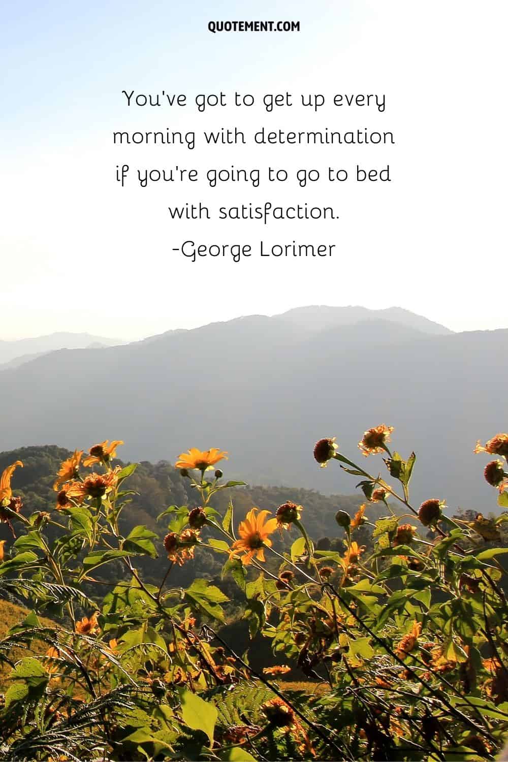 a sunny hill adorned with yellow flowers