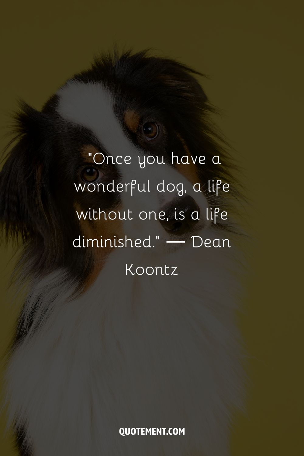 A close-up view of a dog with a black and white fur representing losing a dog quote
